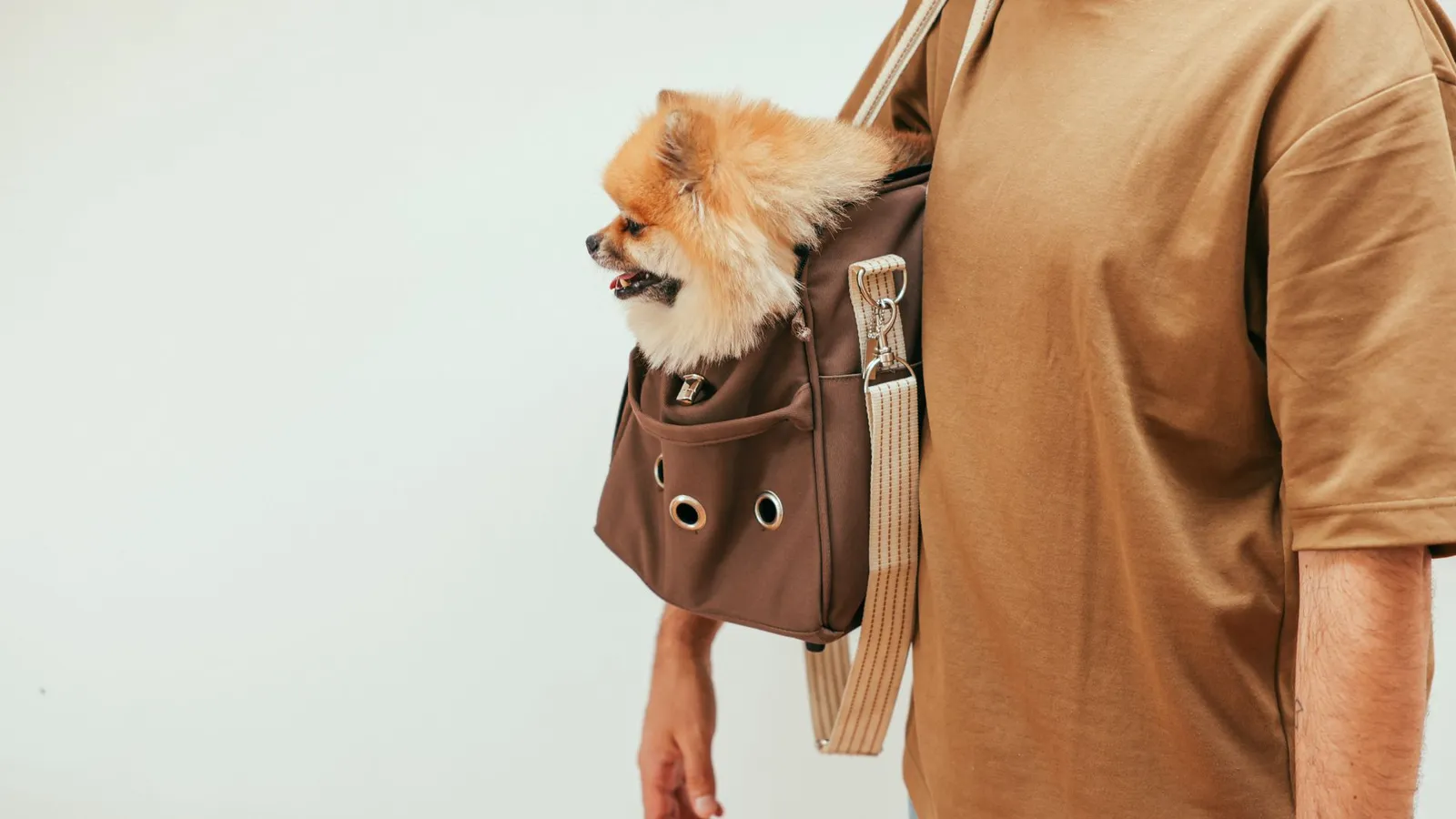 Woof — Pet Accessories storefront theme
